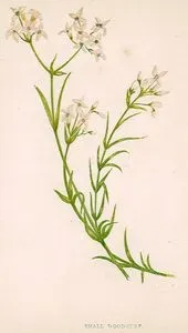 Small Woodruff