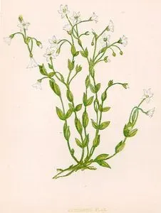 Cathartic Flax