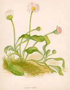 Common Daisy