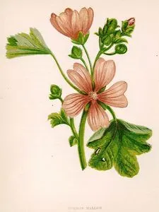 Common Mallow