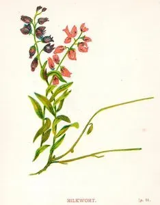 Milkwort