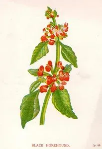 Black Horehound