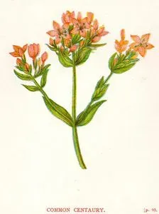 Common Centaury