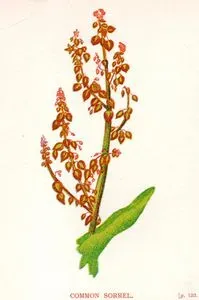 Common Sorrel