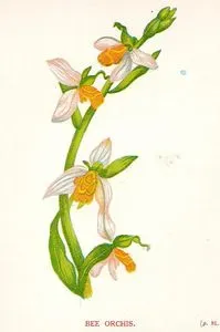 Bee Orchis