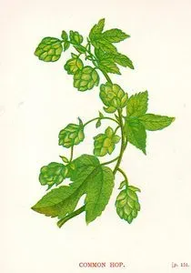 Common Hop