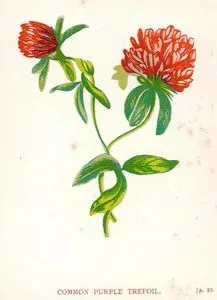 Common Purple Trefoil