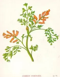 Common Fumitory