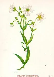 Greater Stitchwort