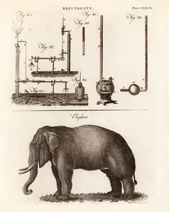 Electricity, Plate CLXXX.-Elephas