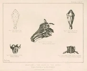 Anatomy-The Head Of The Horse, Plate V.