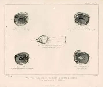 Anatomy-The Eye Of The Horse in Health & Disease, Plate VII.