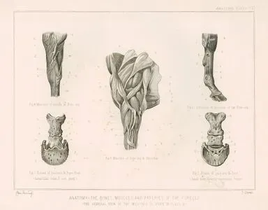 Anatomy-The Bones, Muscles And Arteries Of The Foreleg, Plate VIII. (The General View Of The Muscles is Given in Plate II)