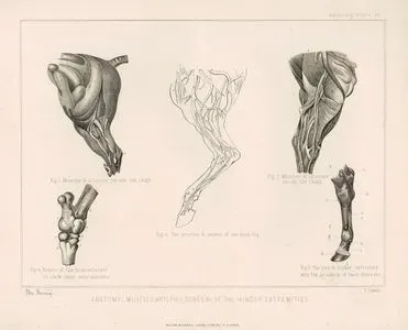 Anatomy-Muscles, Arteries, Bones & C. Of The Hinder Extremities