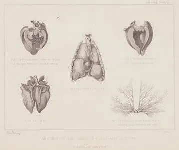 Anatomy Of The Horse, The Thoracic Viscera-Fig.1.The Thoracic Viscera, Fig.2.The Heart Dissected To Show The interior Of The Right Ventricle, Tricuspid Valve & C., Fig.3. The Heart, Showing The Left Ventricle, Auricle & C., Fig.4. The Lungs, Fig.5. The Pulmonary Artery & Veins, With The Ramified Blood Vessels Of The Lungs