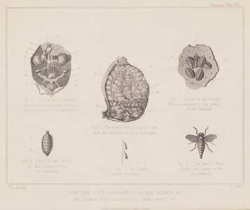Anatomy-The Abdominal Viscera, Kidneys & C., The Oestrus Equi (Gadfly), Ova, Larvae, (Bots), & C., Fig.1. The Large intestines, As Seen When The Abdomen is First Laid Open, Fig.2. The Kidneys, Bladder & Other Vessels in Situ, The Abdomen Being Deprived Of The intestines, Fig.3. Ova Of The Gadfly Attached To A Hair, Fig.4. Larva Of The Gadfly (The Bot), Detached From The Membrane, Fig.5. Larvae Of The Gadfly (Bots) Adhering To The Lining Of The Stomach, Fig.6. The Oestrus Equi (Gadfly), The Parent Of The Bot (Female)