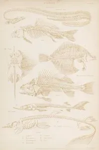 Fishes Skeletons-Common Eel, Carp, The Skate, The Common Flounder, Perch, The Sterlet, The Spiked Dogfish, Plate 17