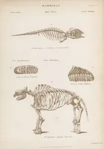 Mammalia-Skeleton Of Greenland Whale, Tooth African And indian Elephant, Skeleton Of Gigantic Mastodon, Plate 32