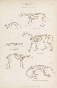 Mammalia, Skeleton Of Beasts-Sheep, Black Rat, Mole, Lion, Hog, Great Ant Eater, Plate 33