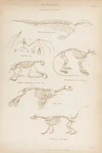 Mammalia, Skeleton of Beasts-Dugong, Bat, Three Toed Sloth, Lotong, Seal, Coatimondi, Plate 34