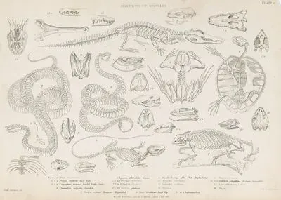 Skeleton of Reptiles-1.1a.1b.Rana Temporaria 2.2a.Python Molurus Rock Snake 3.3a.Uropsophus durissus. Banded Rattle Snake 4.Chamaeleo. Vulgaris Charneleon 5.Iguana. Tuberculata guana 6.6a.Chelonia Caouana 7.7a.Alligator lucius 8 .8a. Coecilia. Glutinosa 9.Amphisbaena Alba White Amphisbaena 10.Scineus Officinalis 11.Lacerta Ocellata 12.Trionyx 13.Emys Arpansa 14.14a.Gavialis Gangeticus indian Crocadile 15.Crocodilus Vulgaris 16.Naja 17.Draco Volans 18.Boa 19.A Salamandra