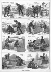 Japanese Tea Cultivation- Preparations Before Sowing The The Seed, Manuring The Plant, Planting Out in The Third Year, Picking The Leaves, Sifting The Leaf, Separating The Leaves After Firing, Rubbing The Leaf and Cooling The Leaf After Steaming