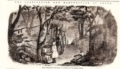 The Cultivation And Manufacture Of Cocoa-Cocoa Plantation in The Island Of Grenada