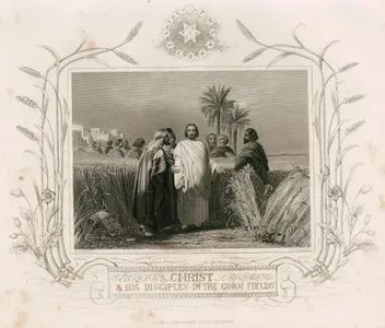 Christ & Disciples In The Corn Fields