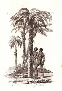 Neri Che Si Arrampicano Sugli Alberi, Africa Vol.III. Tav.19. (African People Climbing On Trees)