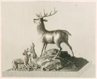 Deer