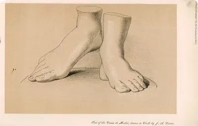 Feet Of The Venus De Medici, Draw in Chalk By F.A.Vinter