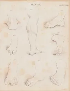 Feet-Drawing (Plate CXCIII)