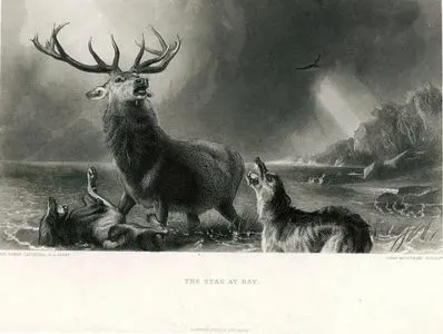 The Stag At Bay