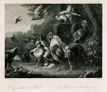 Poultry Attacked By A Hawk - Die Hühner Und Der Raubvogel