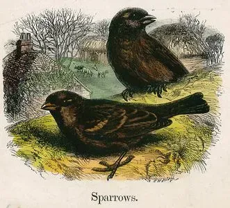 Sparrows
