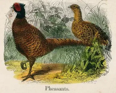 Pheasants