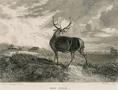 The Stag