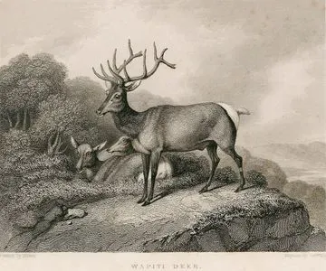 Wapiti Deer