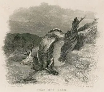 Dead Red Deer