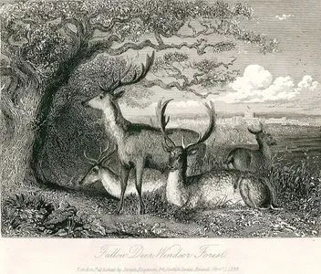 Fallow Deer, Windsor Forest