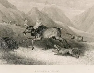 Elk Pursued By Wolves