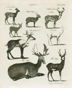Cervus- Roe Buck Male and Female, Hog Stag, Fallow Deer Male And Female, Rein Deer, The Elk, The Stag