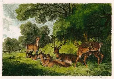 Deers
