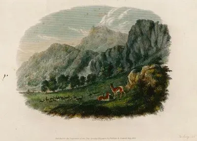 The Spring Bok