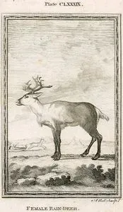 Female Rain Deer