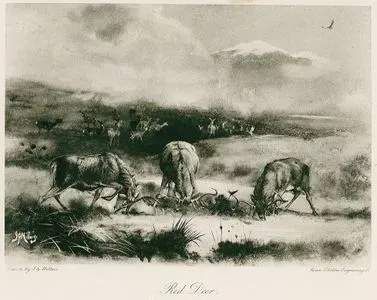 Red Deer