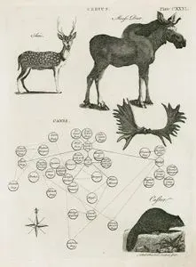 Cervus- Axis, Moofe Deer, Canis, Castor