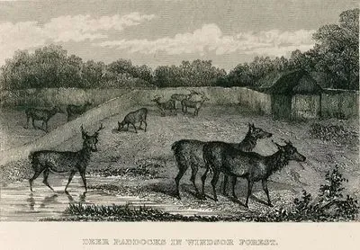 Deer Paddocks In Windsor Forest