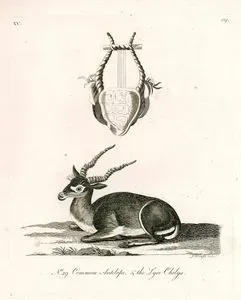 Common Antelope & The Lyre Chelys