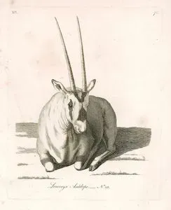 Leucoryx Antelope